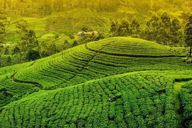 Last Kingdom of Sri Lanka- Kandy Private Day Tour From Colombo - Pickup Details