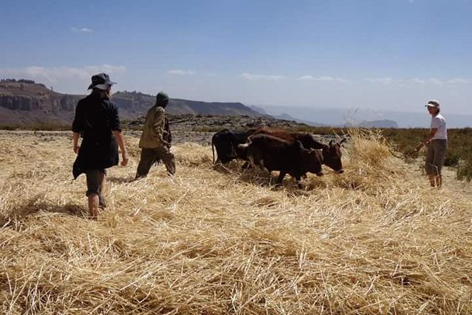 Lasta Mountains: Highland Eco Trekking Tour in Lalibela - The Sum Up