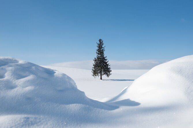 [Late Departure] Biei Best 5 Must-Visit Day Tour from Sapporo - Final Thoughts: Who Should Consider This Tour?