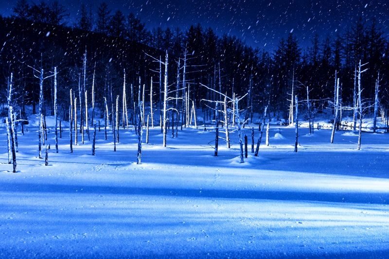 Late Departure | Forest Elf Terrace Illumination, Biei Blue Pond, Farm Tomita, Shikisai no Oka 1-Day Tour (Departing from Sapporo) - Ningle Terrace after dark