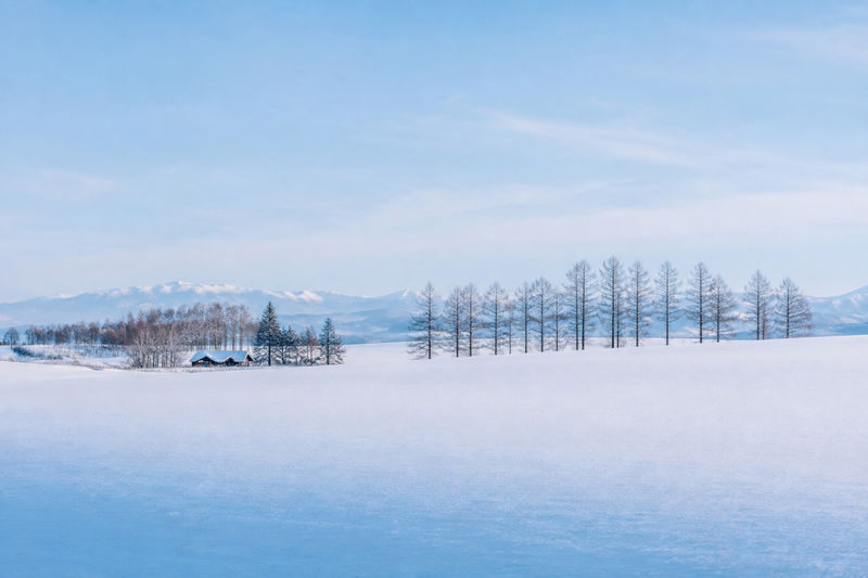 Late Departure | Forest Elf Terrace Illumination, Biei Blue Pond, Farm Tomita, Shikisai no Oka 1-Day Tour (Departing from Sapporo) - Timing, food and booking details worth knowing