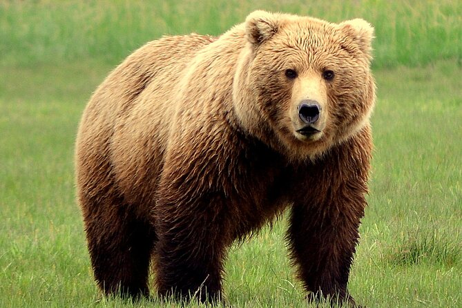 Late Summer Bear Viewing in Katmai National Park - Overview and Activities
