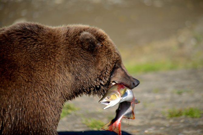 Late Summer Bear Viewing in Katmai National Park - Location and Duration
