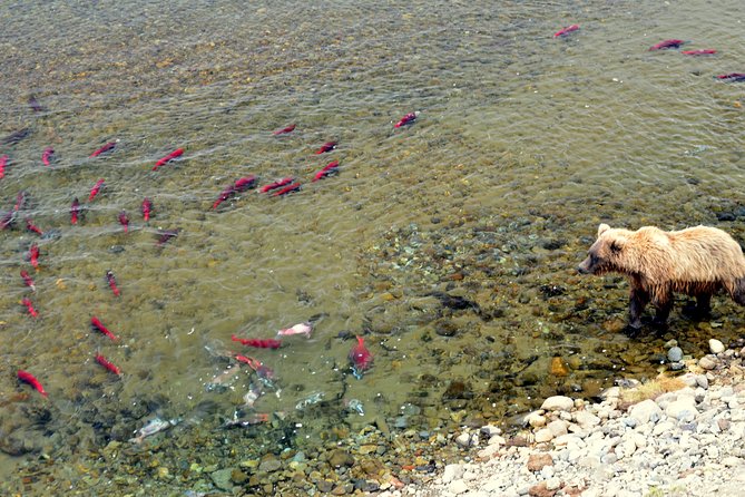 Late Summer Bear Viewing in Katmai National Park - Admission and Accessibility