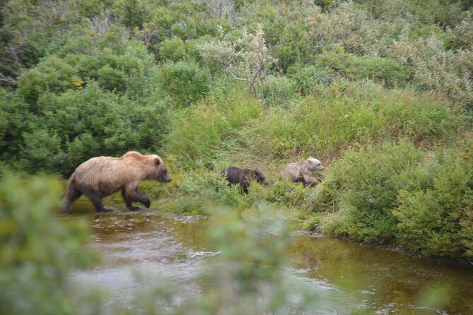 Late Summer Bear Viewing in Katmai National Park - Common Questions