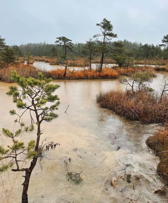 Latvian Landscapes: Kemeri & Jurmala Guided Tour - Who Should Consider This Tour?