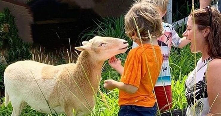 Laupahoehoe: Farm Animal Sanctuary Private Tour - Experience Highlights