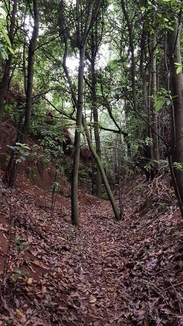 Laurisilva Forest: Hiking and Canarian Cider Tasting - Panoramic Views of Gran Canarias Northern Coast