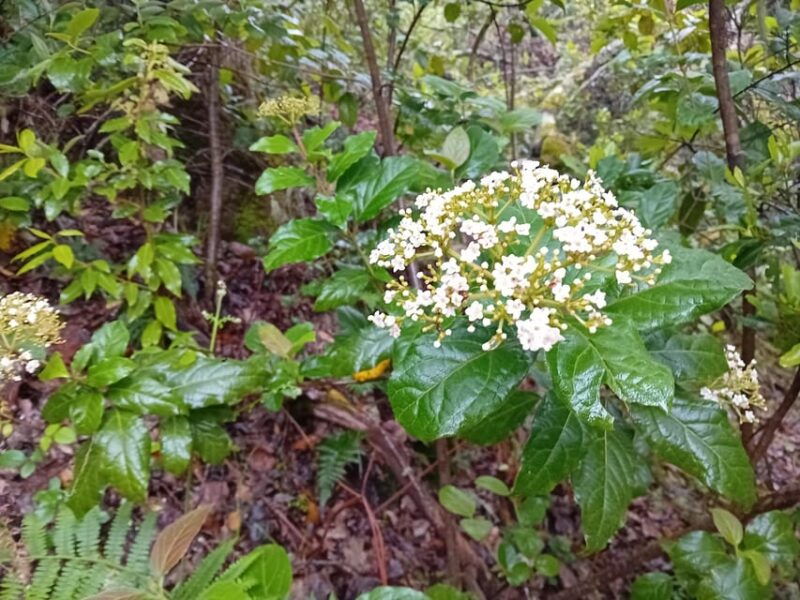 Laurisilva Forest: Hiking and Canarian Cider Tasting - Guided Tour Through the Forest