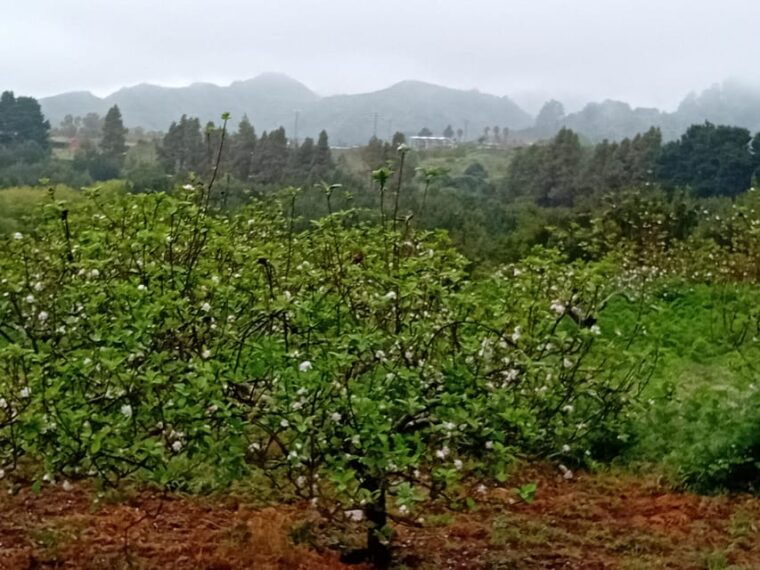 Laurisilva Forest: Hiking and Canarian Cider Tasting - Tasting the Variety of Canarian Cider