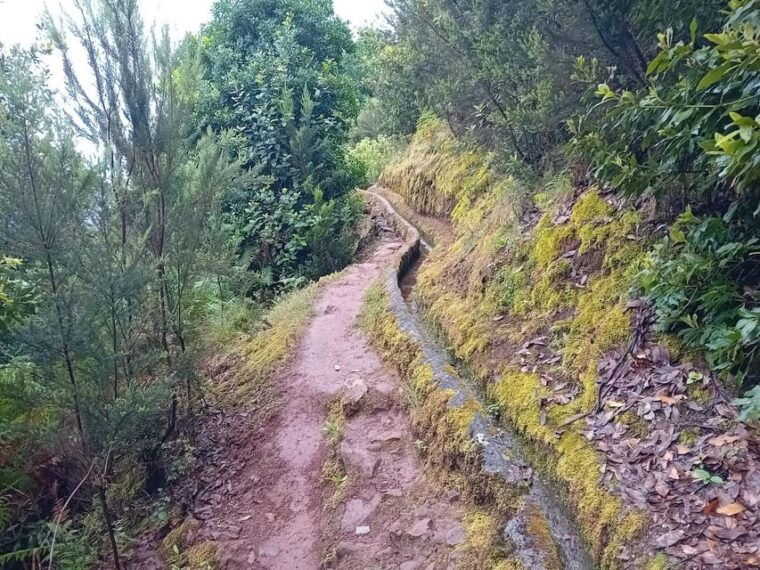 Laurisilva Forest: Hiking and Canarian Cider Tasting - Opportunity to Purchase Local Products