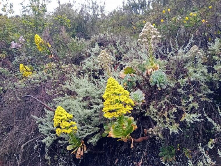 Laurisilva Forest: Hiking and Canarian Cider Tasting - Participant Restrictions and Considerations