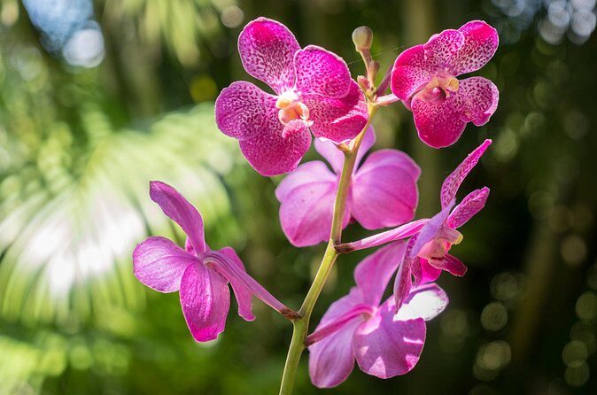 Lautoka Orchids & Village Life: Private Shore Tour 4 Hours - Final Thoughts