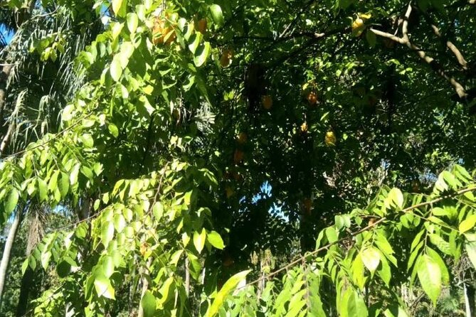 Lautoka Sightseeing & Shopping - Discover the Botanical Garden