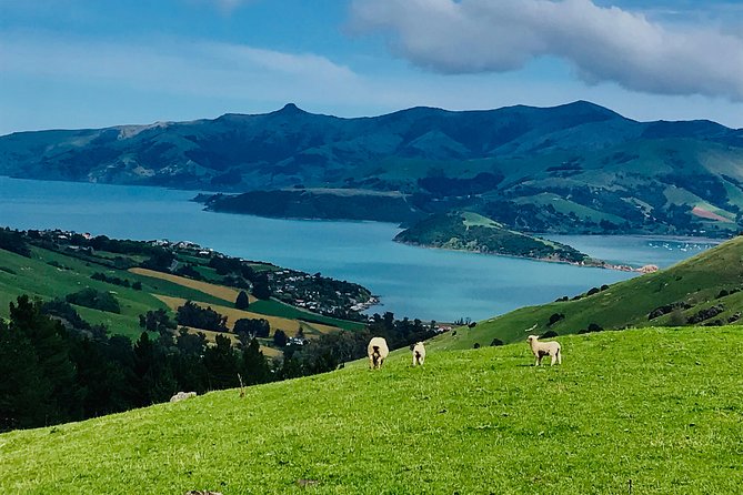 Lava Loop- Guided Electric Mountain Bike Tour in Akaroa - Meeting and Pickup Information