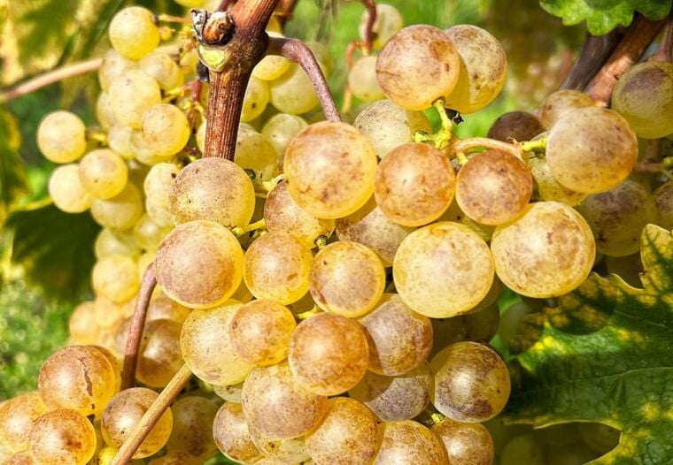 Lavaux: Vineyard Experience - Guided Tour of the Lavaux Terraced Vineyard