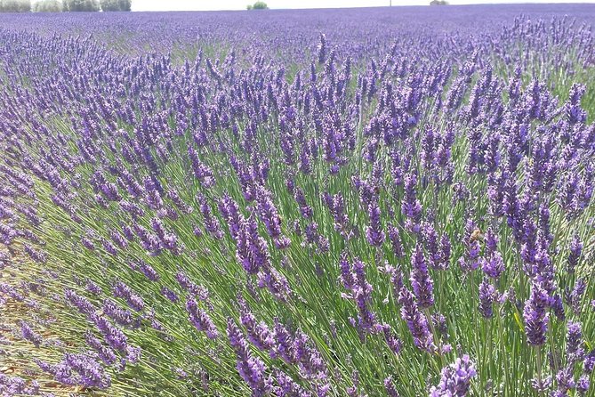 Lavender Beauty Small Group Half Day Tour From Avignon - Tour Details