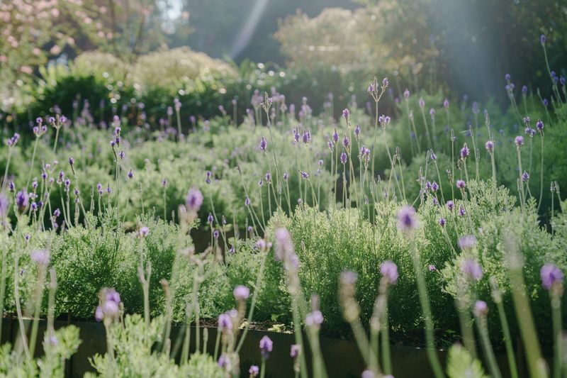 Lavender Cottage Ticket in Hsinchu & Taichung - A Garden Visit Built Around a Forest Stroll