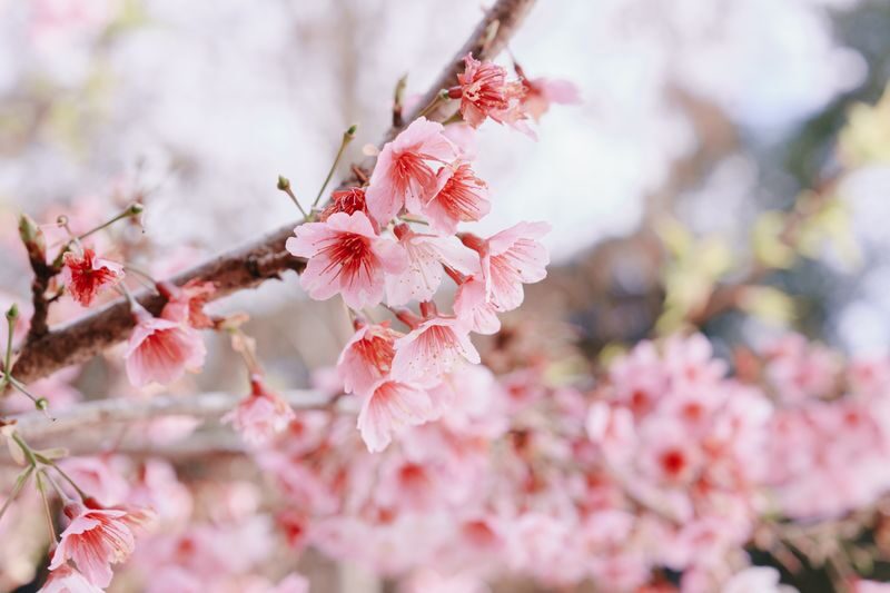 Lavender Cottage Ticket in Hsinchu & Taichung - Who Will Enjoy Lavender Forest Most?