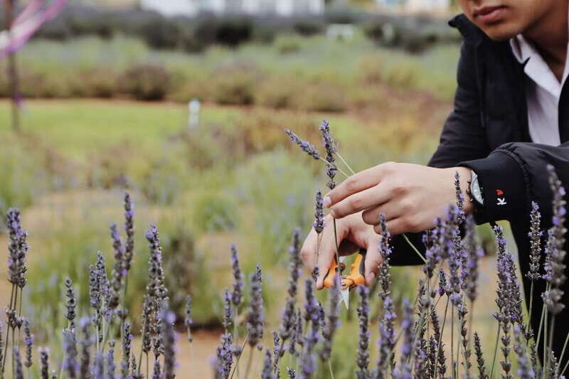 Lavender Experience Valle de Guadalupe - Guided Field Tour - Good To Know