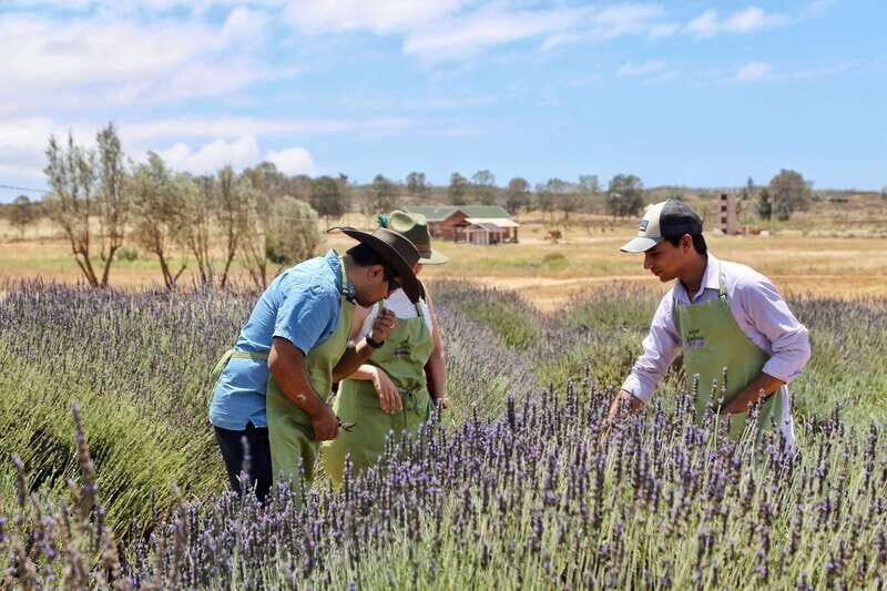 Lavender Experience Valle de Guadalupe - Guided Field Tour - An In-Depth Look at the Lavender Experience Valle de Guadalupe