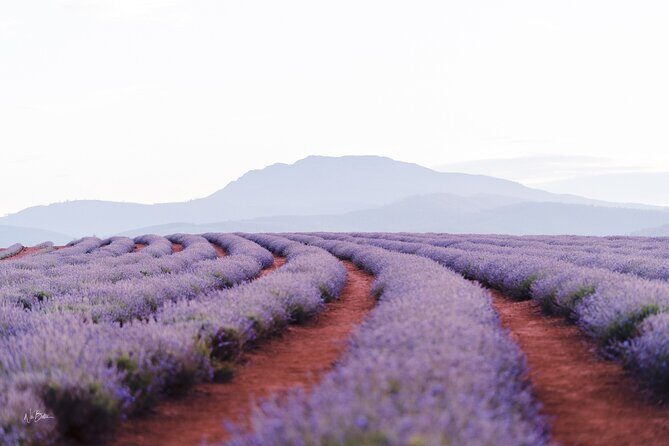Lavender Farm - Bridestowe Festival of Flowers - Good To Know