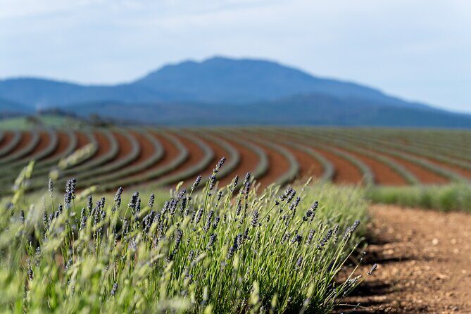 Lavender Farm - Bridestowe Festival of Flowers - The Experience in Detail