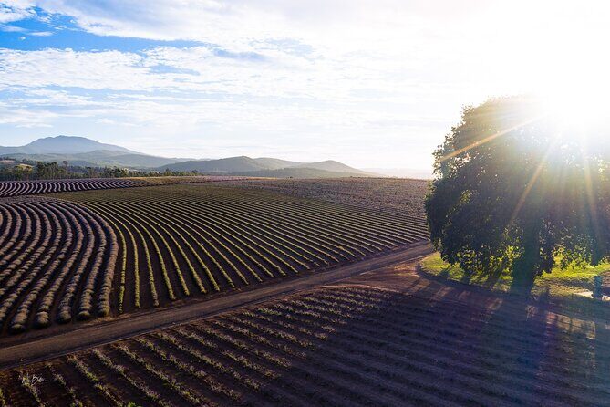 Lavender Farm - Bridestowe Festival of Flowers - Authentic Insights from Reviewers