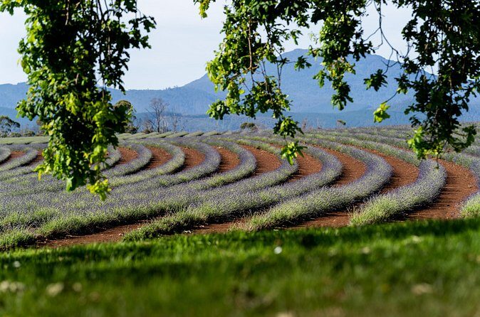 Lavender Farm - Bridestowe Festival of Flowers - Who Should Consider This Tour?