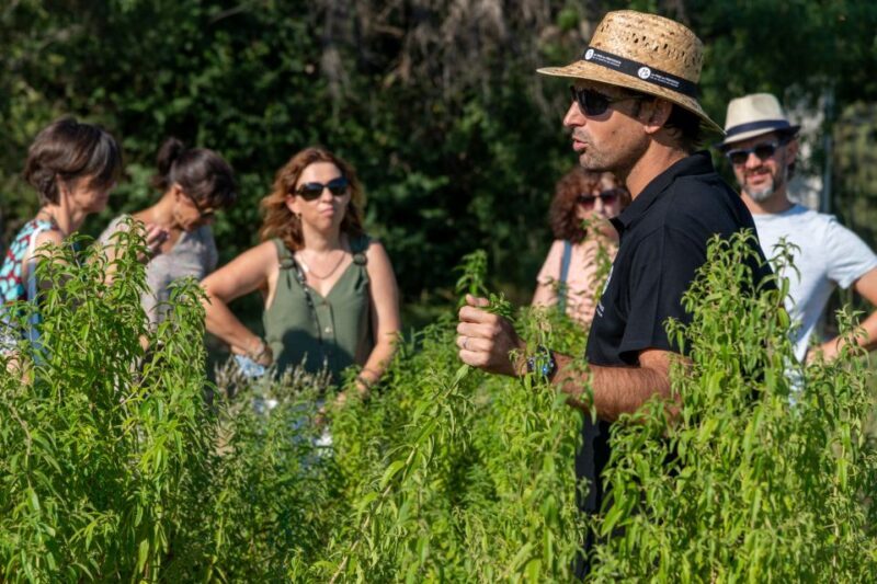 Lavender Field & Distillery Tour between Nimes & Arles - Food and Picnic Options