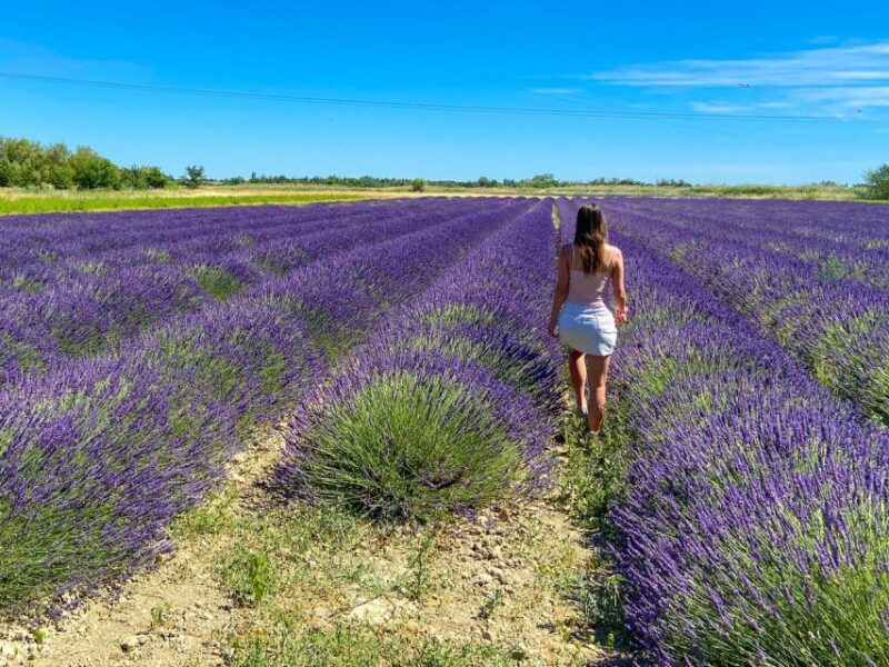 Lavender Field & Distillery Tour between Nimes & Arles - The Value for Money