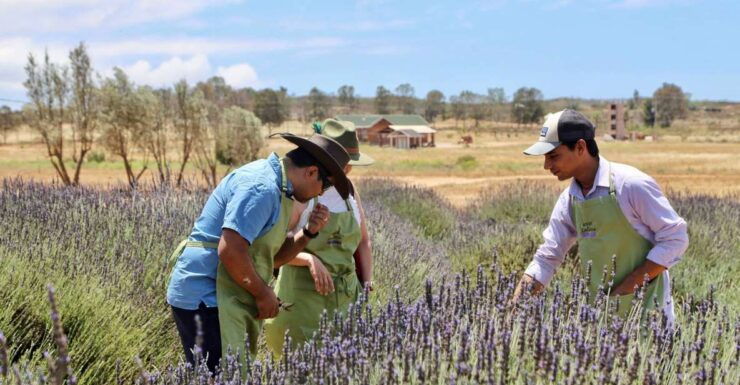 Lavender Field Guided Tour - Activity Details