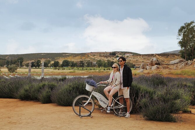 Lavender Field Guided Tour - The Sum Up