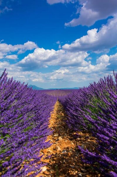 Lavender Fields and Sillans Waterfall Tour - Booking and Cancellation Policy