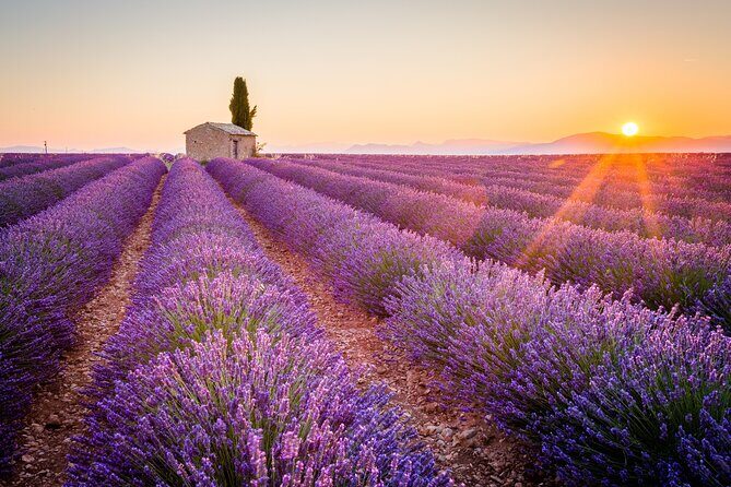Lavender Fields and Verdon Gorge Adventure from Nice - Why This Tour Offers Great Value