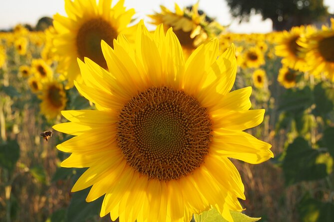 Lavender Fields Tour in Valensole From Marseille - Guides Knowledge and Services
