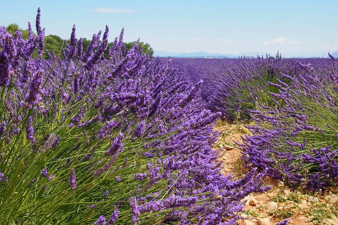 Lavender Fields Tour in Valensole From Marseille - Lavender Fields in Bloom