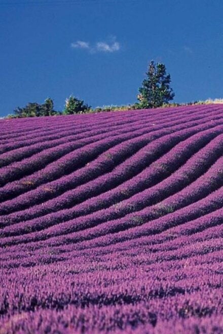 Lavender Fields Tour - Itinerary Details