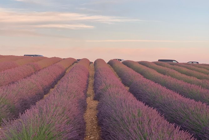 Lavender Fields Visit With Private Transportation - Marseille - Visit and Photograph Lavender Fields