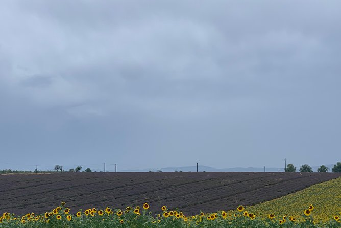 Lavender Fields Visit With Private Transportation - Marseille - Flexible Cancellation Policy