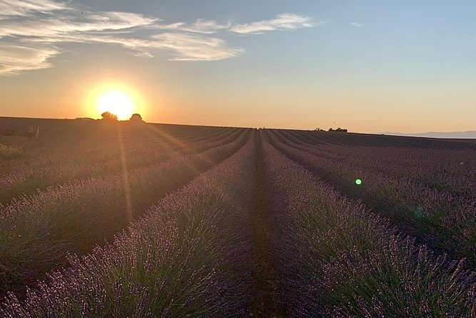 Lavender Fields Visit With Private Transportation - Marseille - Traveler Reviews and Ratings