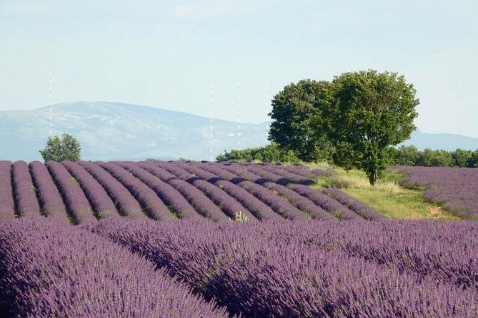 Lavender Fields Visit With Private Transportation - Marseille - Pricing and Booking Information