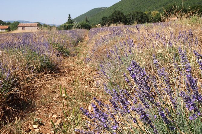 Lavender Full-day Tour in Sault From AIX-EN-PROVENCE - Tour Highlights