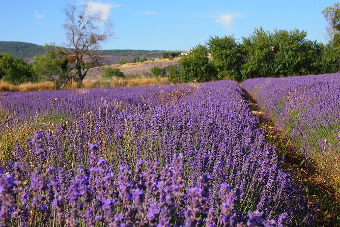 Lavender Full-day Tour in Sault From AIX-EN-PROVENCE - Inclusions