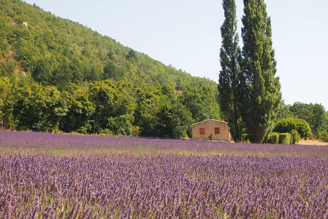 Lavender Full-day Tour in Sault From AIX-EN-PROVENCE - Meeting Point