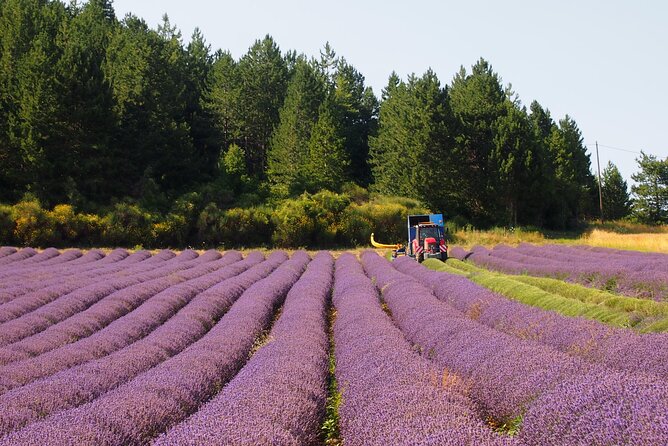 Lavender Full-day Tour in Sault From AIX-EN-PROVENCE - End Point