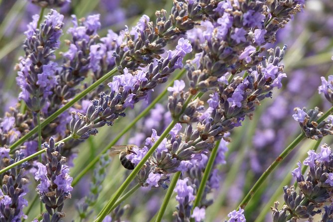 Lavender Tour Sault From Marseille - Questions and Assistance
