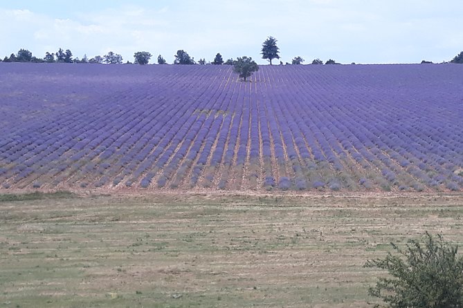 Lavender Tour Sault From Marseille - Pricing and Terms