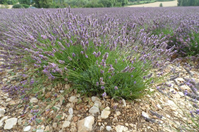 Lavender Tour Sault From Marseille - Miscellaneous