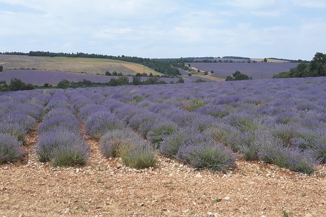 Lavender Tour Sault From Marseille - Directions